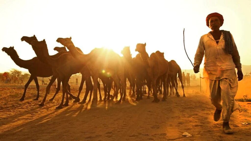 In the Hindu calendar month of Kartik each year (corresponding to October/November generally), thousands of camels...