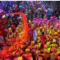 holi tour in india