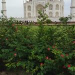 taj mahal tour packages