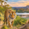 Indian Wildlife and National Park Tours | Tiger & Lion Safaris